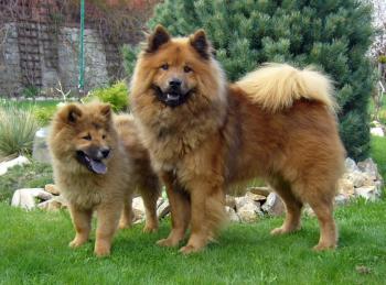 Eurasier