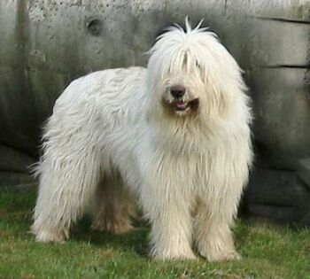 Jihorusk� ov��k - Ioujnorousskaia Ovtcharka