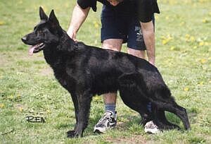 N�meck� ov��k celo�ern�