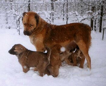 Galina Borojo se �t��aty