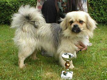 Tibetsk� �pan�l - Tibetan Spaniel