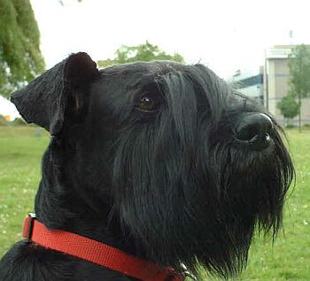 Hlava velk�ho kn�ra�e