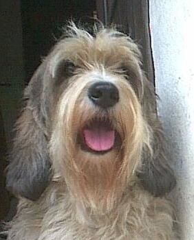 Mal� hrubosrst� vend�esk� baset