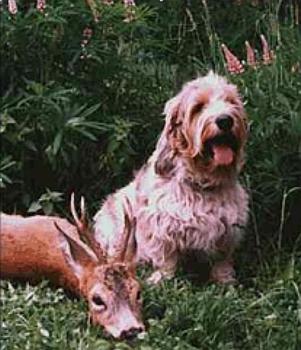 Mal� hrubosrst� vend�esk� baset