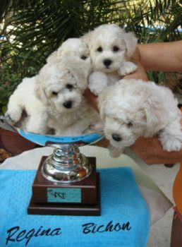 BORN TO BE WILD Regina Bichon´s BORN TO BE WILD Regina Bichon´s