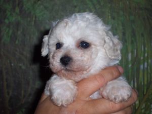 H�D�S AMI VIGIN z Pochotuc�