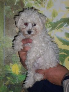 HANDARA VIGIN z Pochotuc�