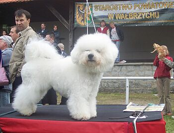 MAJESTIC Regina Bichon�s