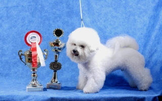 MAJESTIC Regina Bichon�s