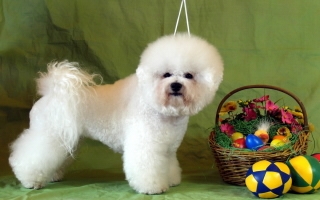 MAJESTIC Regina Bichon�s