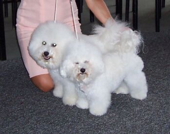 porovnání pes s fenou porovnání pes s fenou