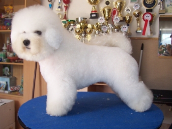 TAMINO GIMAJ z Podchotuc�