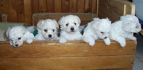 Štěňátka vrhu I Štěňátka vrhu I