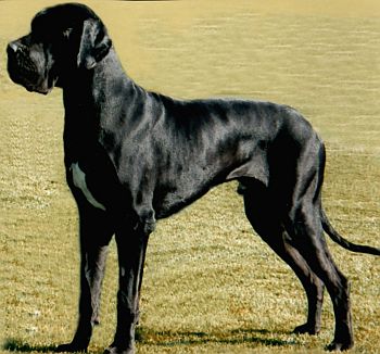 IBEKLES Z JOSEFOVSKÝCH bud