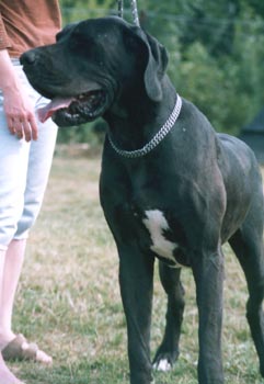 NAOMI MIRÉZ BOHEMIA