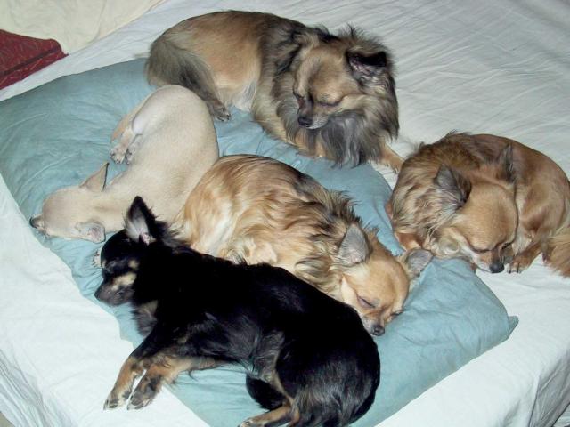 Spací siesta