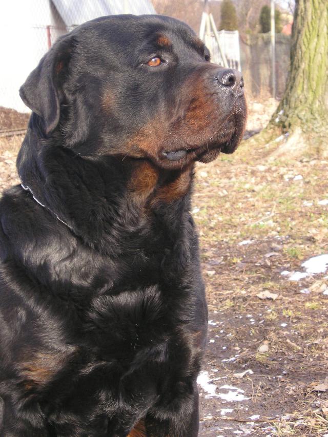 Clif Černý Sagittarius