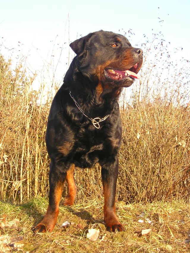Clif Černý Sagittarius
