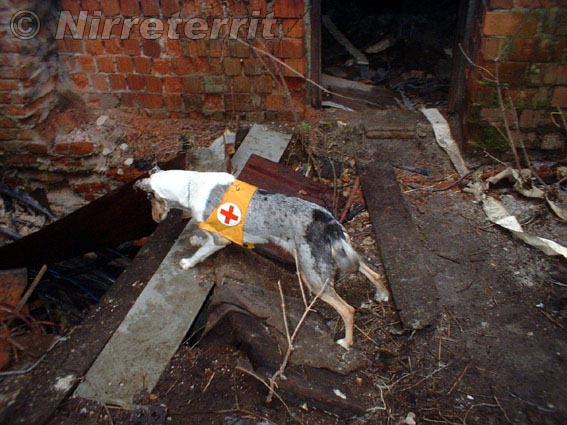 Beeba v záchranářským výcviku