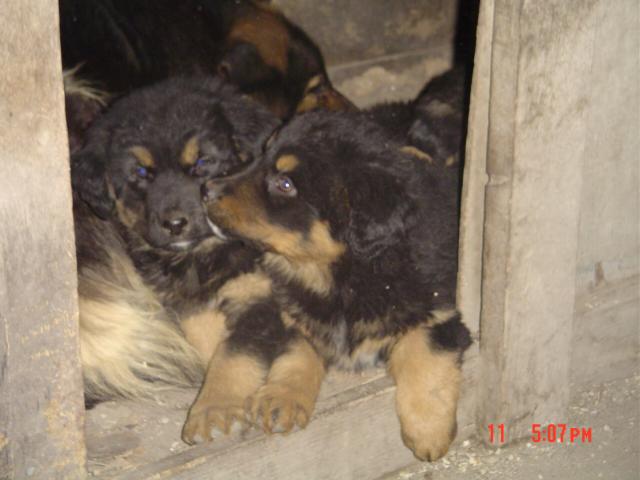 v boudě