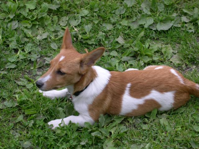 Daisy v trávě