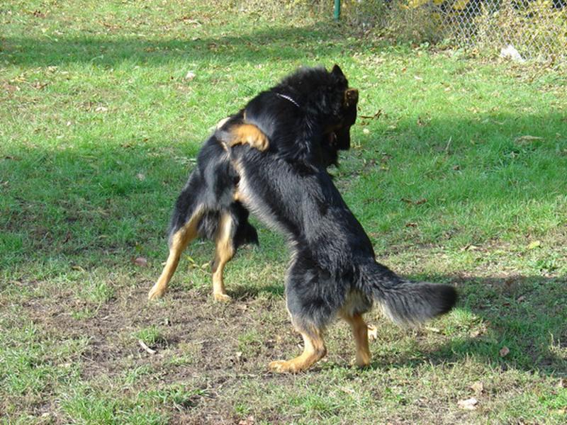 Akouš a Archie