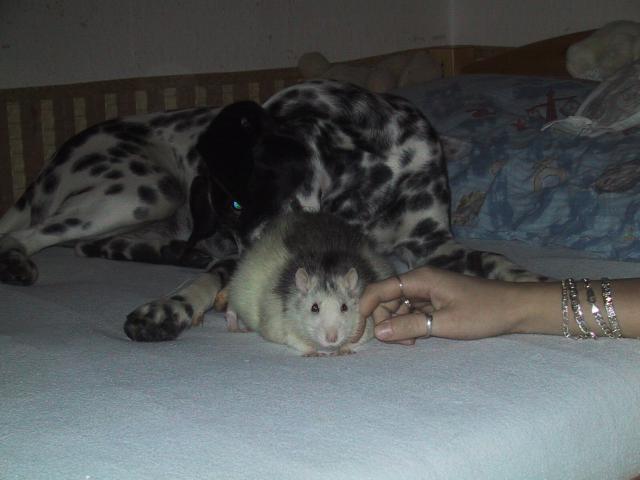 Kamarádi