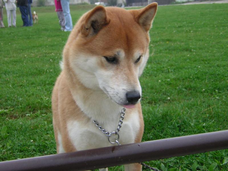 šibák