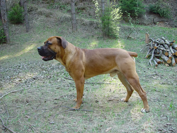 boerboel - dědeček