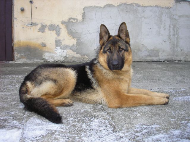 Artuš