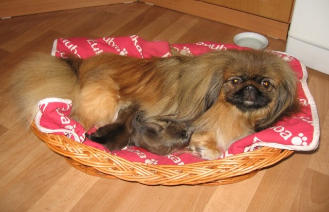 máme štěňátka