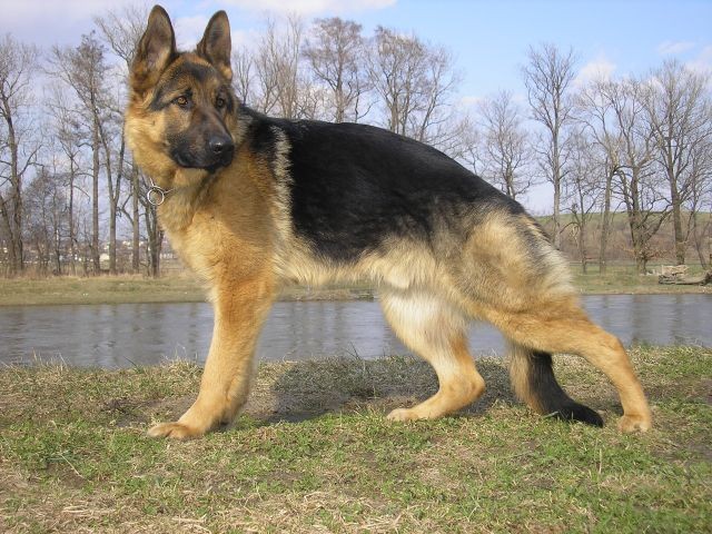 Artuš