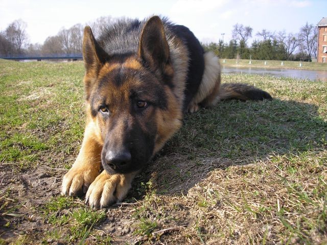Artuš