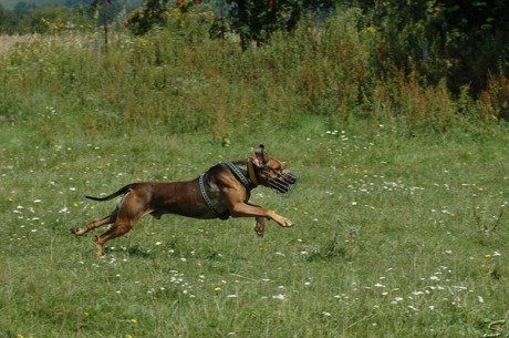Amonek běhá coursing