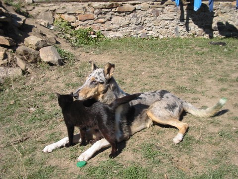 Mazlíci