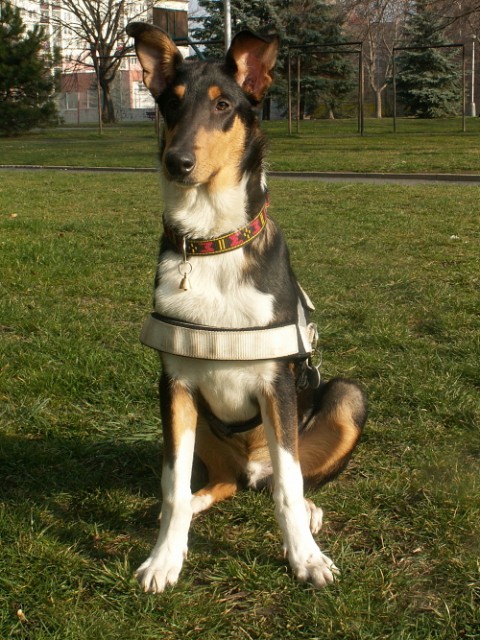 Atík
