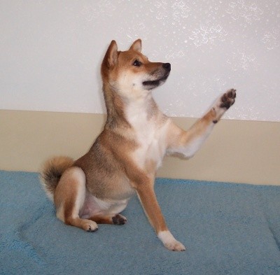 prosí