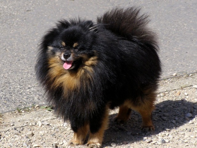 Kamarád Montík