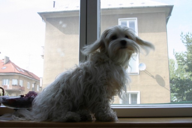 Zavřete dveře - průvan!
