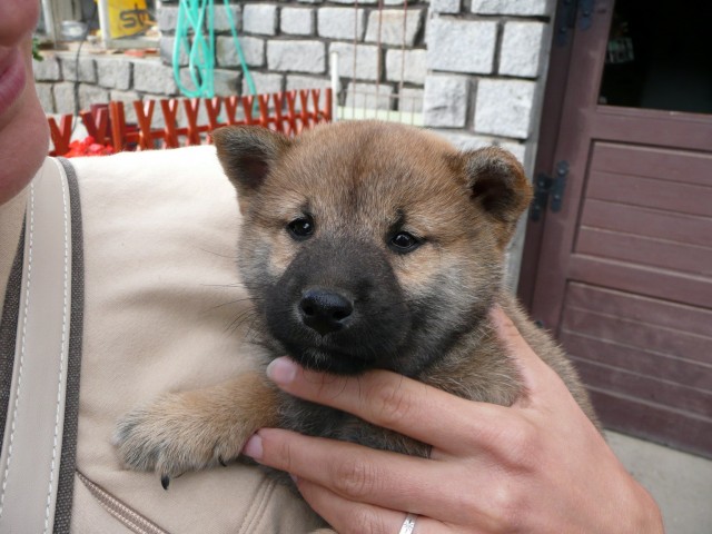 šiba 2