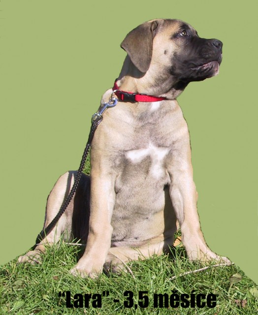 Boerboel-"Lara"-3,5 měsíců