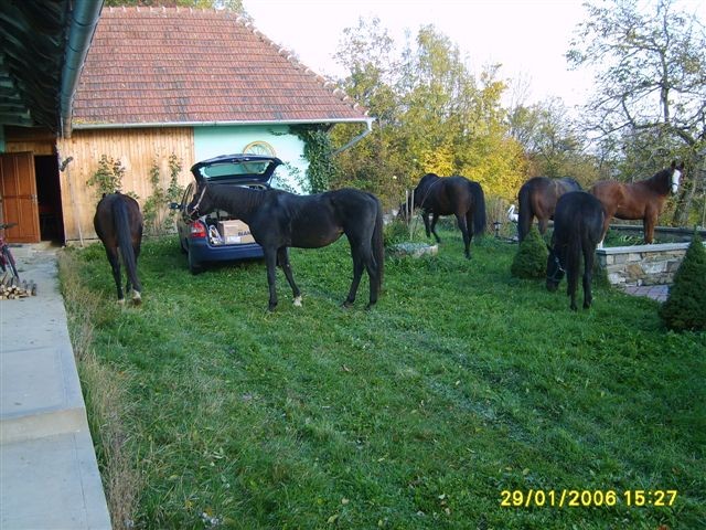 Navšteva