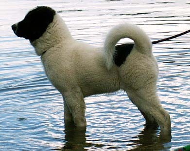 Bond Cushi MO’T Bear-Key