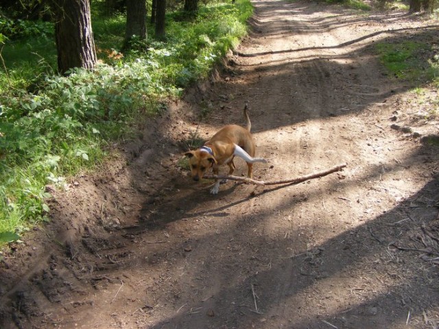 Hadí žena