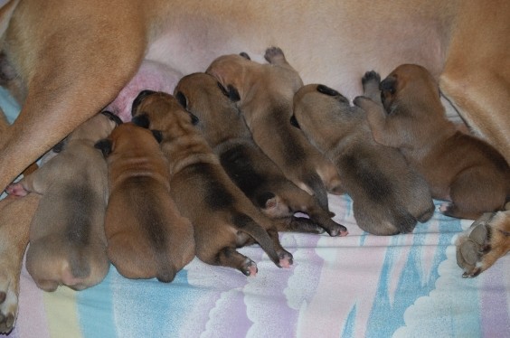 Boerboel-nejčerstvější přírůstky
