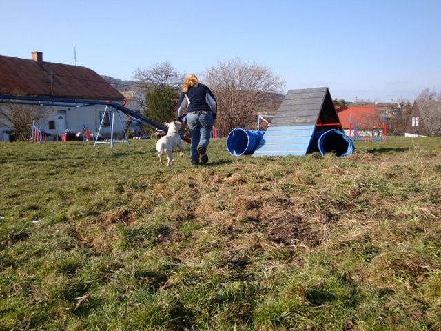 Velký picbul