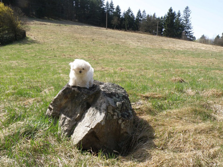 30 Bellíšek