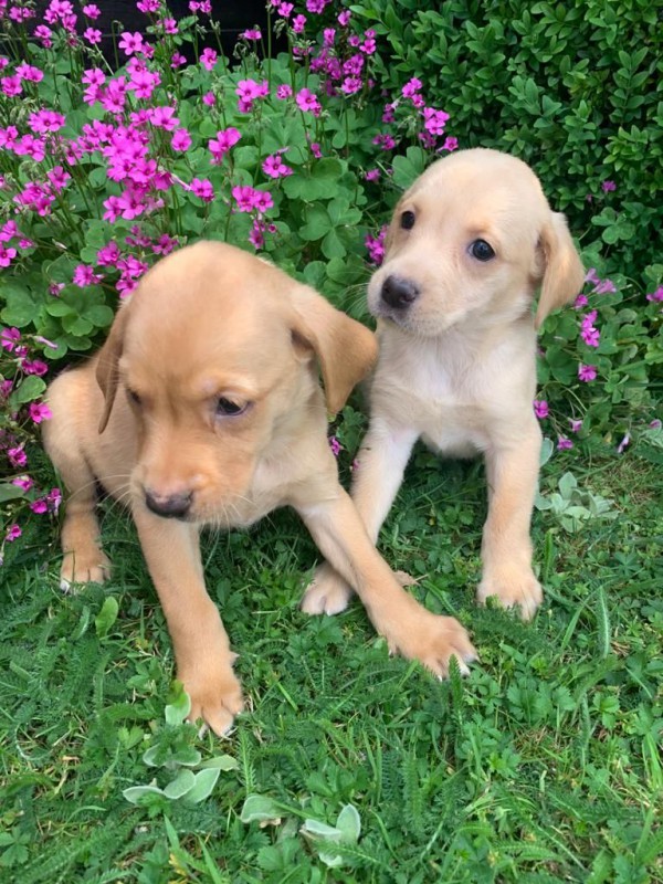 Štěňata labradorského retrívra