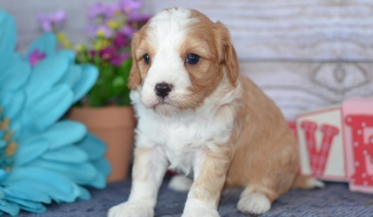 Registrovaná štěňata Cavapoo