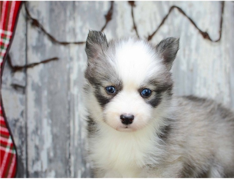 Štěňata Pomsky k adopci